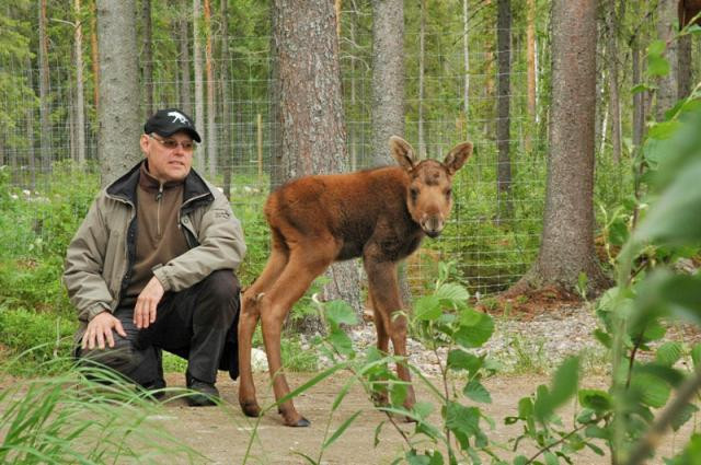 Lars Arkesjö och älgkalven Kalle.